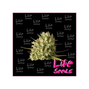 Lemon Skunk | Life Seeds